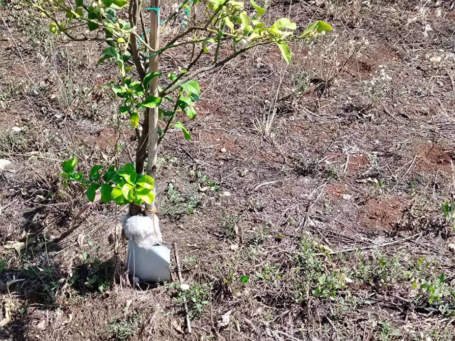 Immagine 7 di Azienda agricola in vendita  in CONTRADA FEGOTTO a Floridia