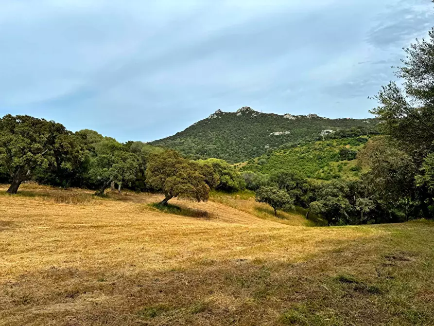 Immagine 6 di Agriturismo in vendita  a Luogosanto