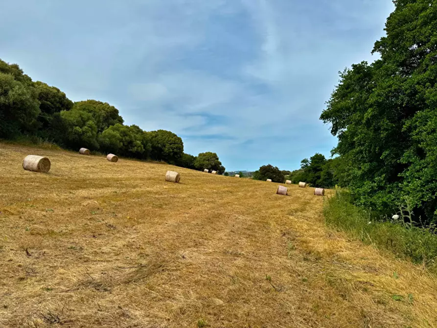Immagine 4 di Agriturismo in vendita  a Luogosanto