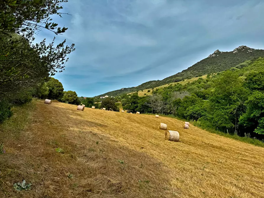 Immagine 10 di Agriturismo in vendita  a Luogosanto