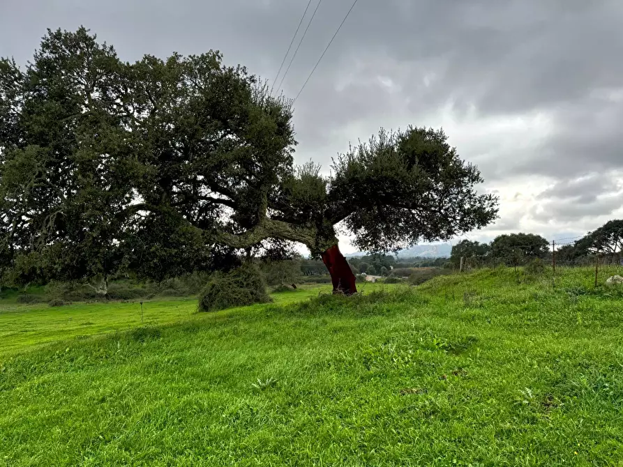 Immagine 1 di Terreno agricolo in vendita  a Tempio Pausania