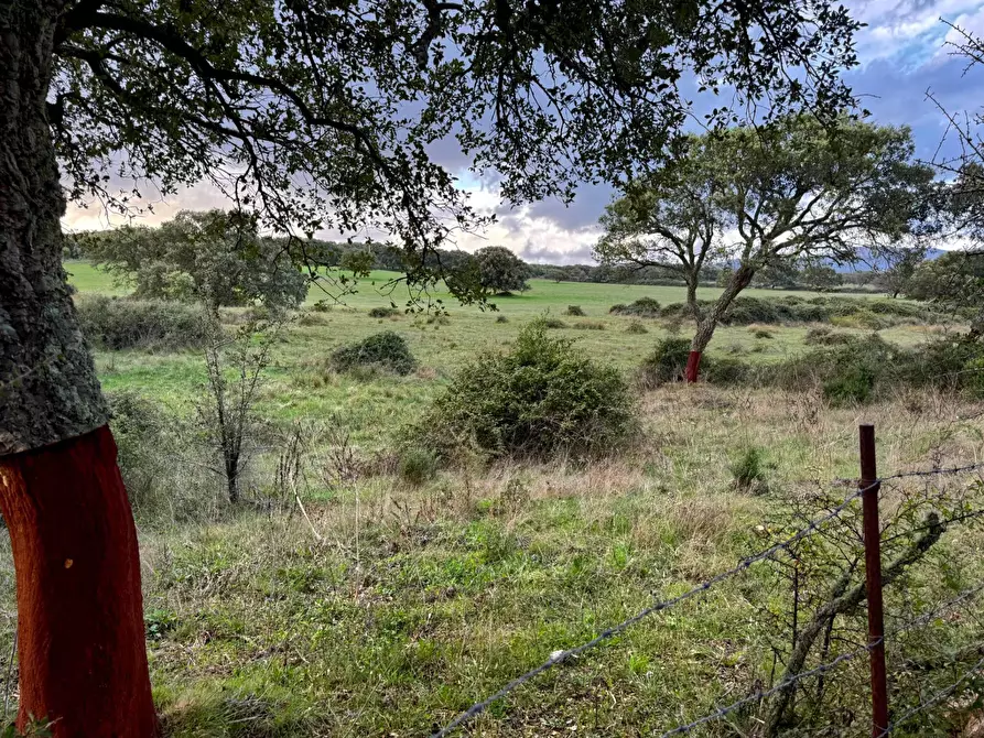 Immagine 1 di Terreno agricolo in vendita  a Tempio Pausania