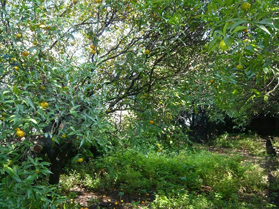 Immagine 24 di Palazzo in vendita  in Via Scalilla a Mascalucia