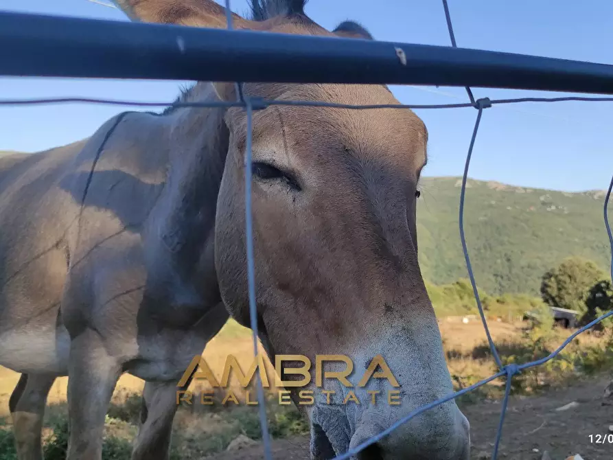 Immagine 1 di Rustico / casale in vendita  a Oschiri