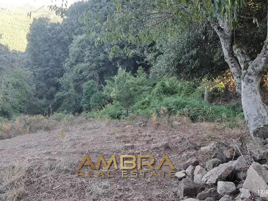 Immagine 29 di Rustico / casale in vendita  a Oschiri