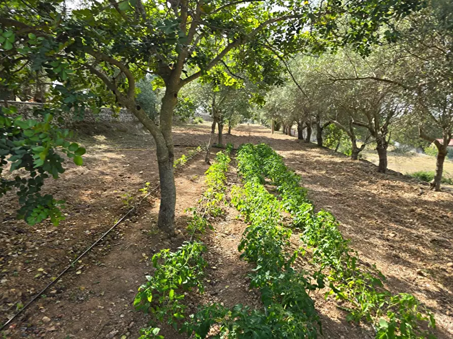 Immagine 3 di Rustico / casale in vendita  in CUGNI STALLAINI a Noto