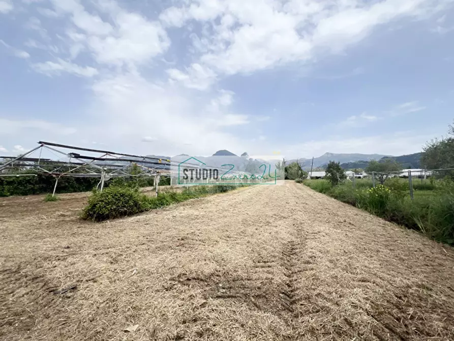 Immagine 12 di Terreno agricolo in vendita  in Via del Gallino a Camaiore