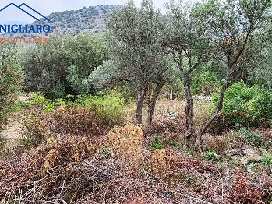 Immagine 1 di Terreno agricolo in vendita  a Torretta