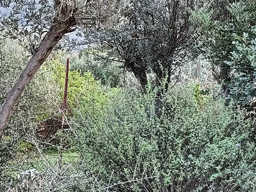 Immagine 1 di Terreno agricolo in vendita  a Torretta