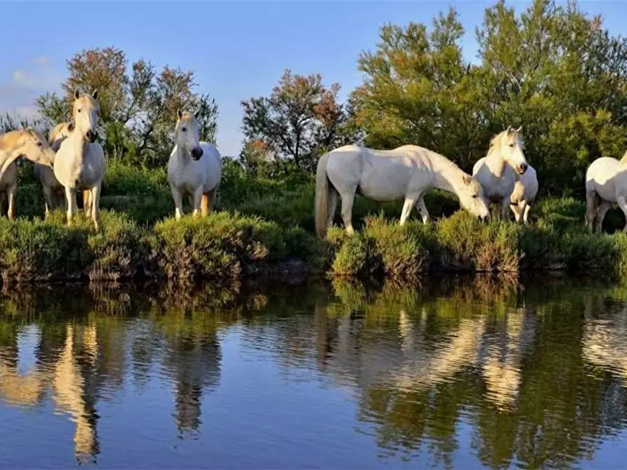 Immagine 28 di Appartamento in vendita  in Torquato Tasso a Comacchio
