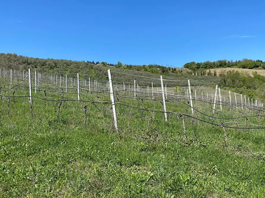 Immagine 27 di Agriturismo in vendita  a Loreto Aprutino