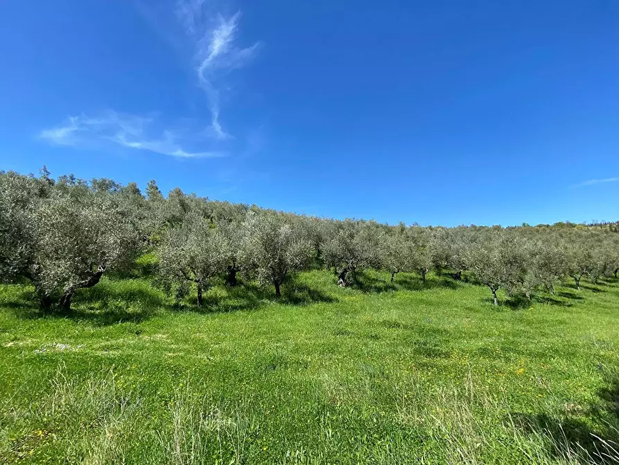 Immagine 28 di Agriturismo in vendita  a Loreto Aprutino