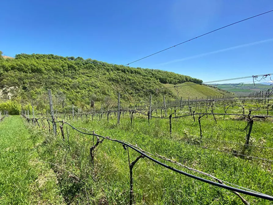 Immagine 30 di Agriturismo in vendita  a Loreto Aprutino