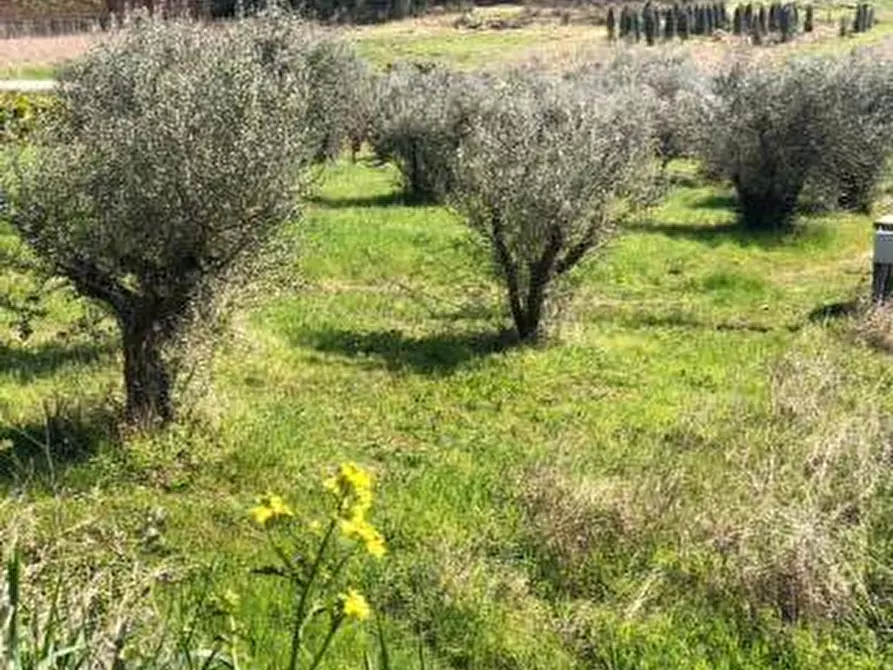 Immagine 3 di Rustico / casale in vendita  a Massignano