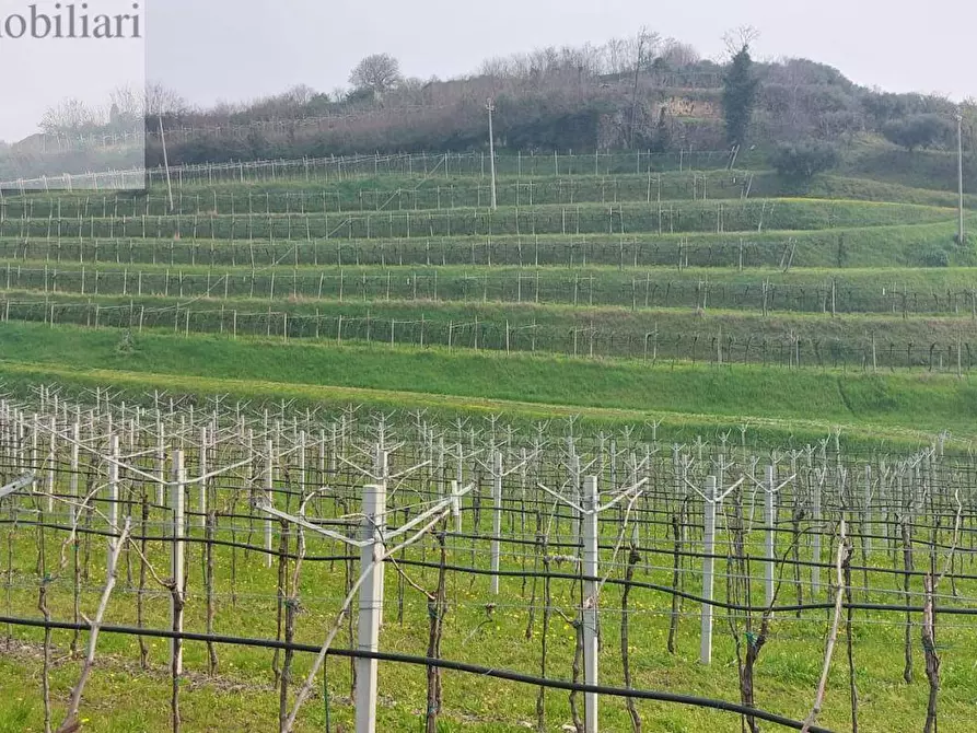 Immagine 1 di Terreno agricolo in vendita  a Colognola Ai Colli