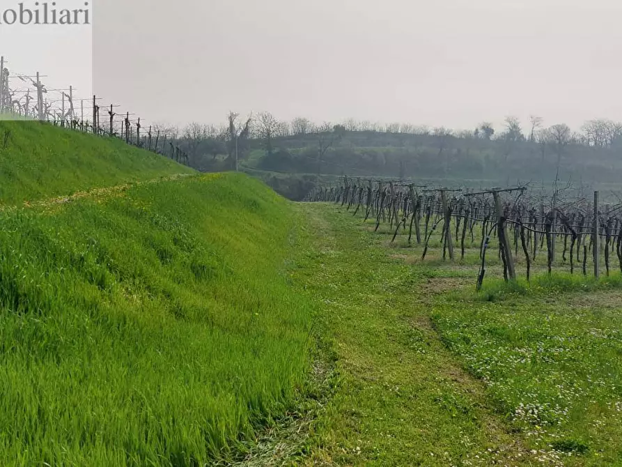 Immagine 5 di Terreno agricolo in vendita  a Colognola Ai Colli