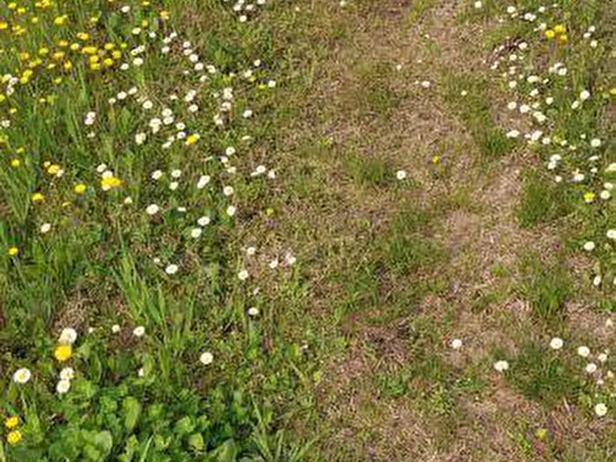 Immagine 8 di Terreno agricolo in vendita  a Colognola Ai Colli