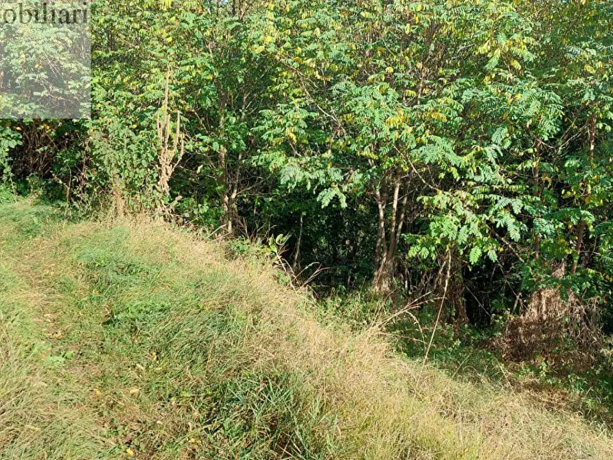 Immagine 1 di Terreno agricolo in vendita  a Vestenanova