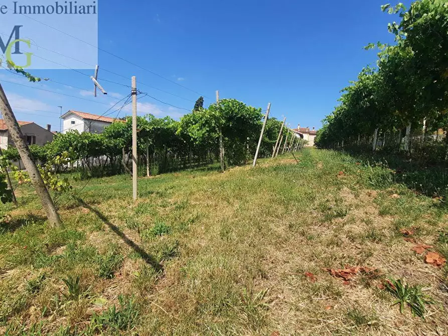 Immagine 4 di Terreno agricolo in vendita  a Soave
