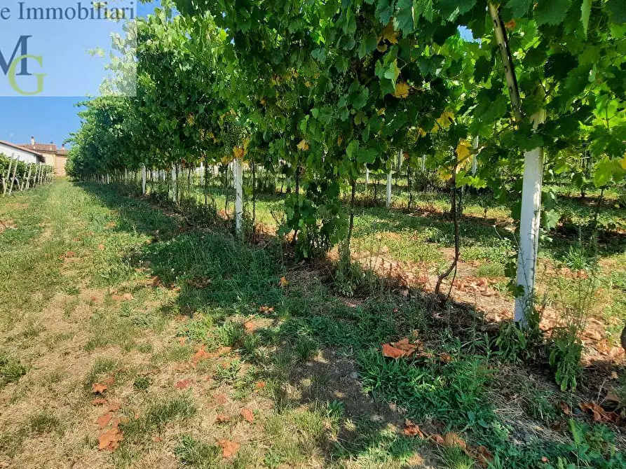 Immagine 5 di Terreno agricolo in vendita  a Soave
