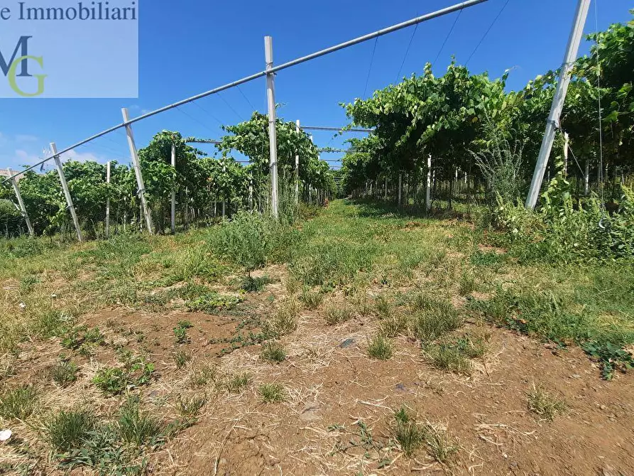 Immagine 6 di Terreno agricolo in vendita  a Soave