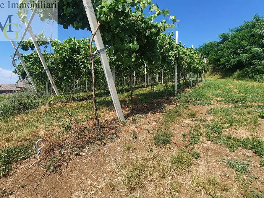 Immagine 7 di Terreno agricolo in vendita  a Soave