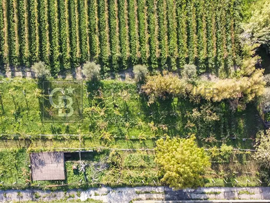 Immagine 6 di Terreno agricolo in vendita  in Via Castel de Paolis a Grottaferrata
