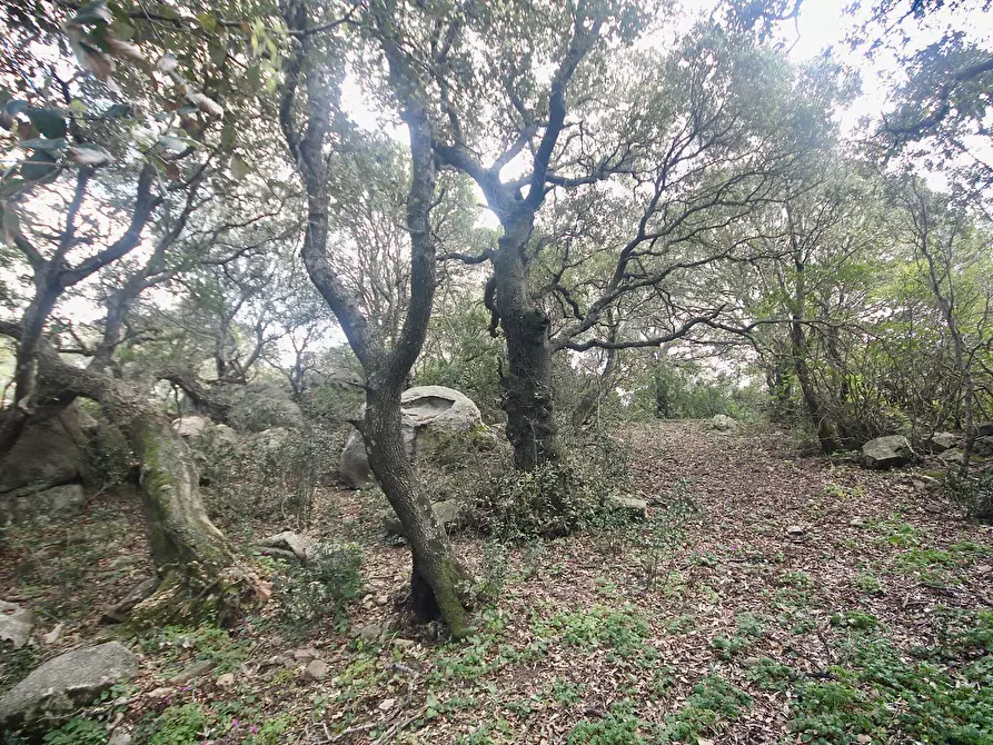 Immagine 20 di Rustico / casale in vendita  in strada statale a Sant'antonio Di Gallura