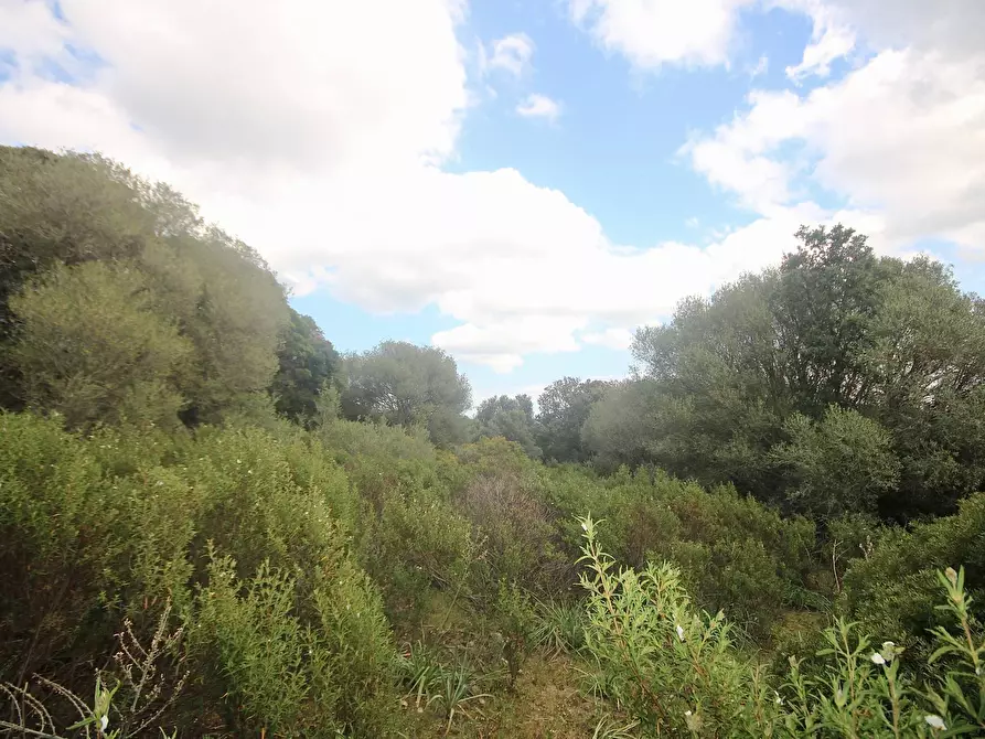 Immagine 21 di Rustico / casale in vendita  in strada statale a Sant'antonio Di Gallura