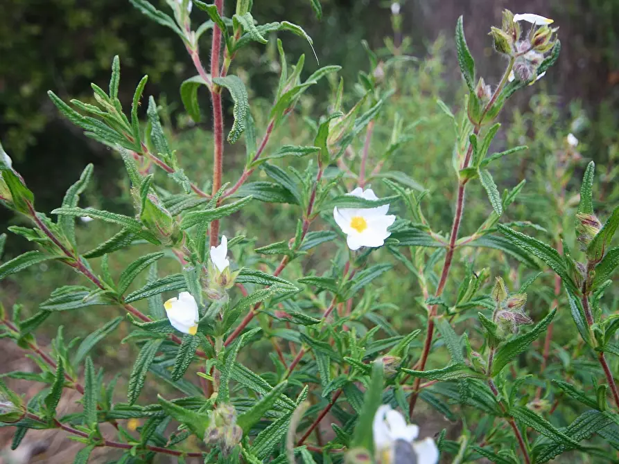 Immagine 22 di Rustico / casale in vendita  in strada statale a Sant'antonio Di Gallura