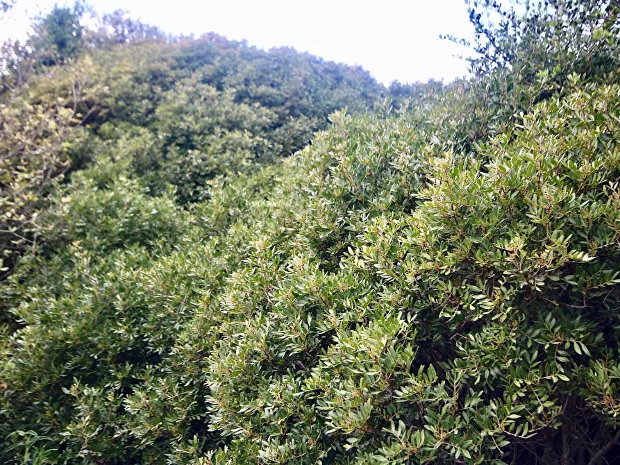 Immagine 23 di Rustico / casale in vendita  in strada statale a Sant'antonio Di Gallura