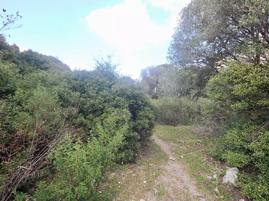 Immagine 24 di Rustico / casale in vendita  in strada statale a Sant'antonio Di Gallura