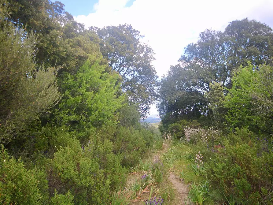 Immagine 25 di Rustico / casale in vendita  in strada statale a Sant'antonio Di Gallura