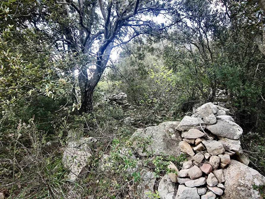 Immagine 26 di Rustico / casale in vendita  in strada statale a Sant'antonio Di Gallura