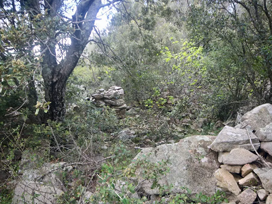 Immagine 27 di Rustico / casale in vendita  in strada statale a Sant'antonio Di Gallura