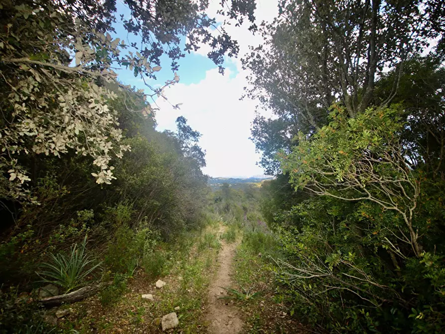 Immagine 30 di Rustico / casale in vendita  in strada statale a Sant'antonio Di Gallura