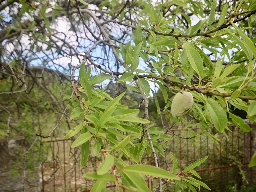 Immagine 28 di Rustico / casale in vendita  in strada statale a Sant'antonio Di Gallura