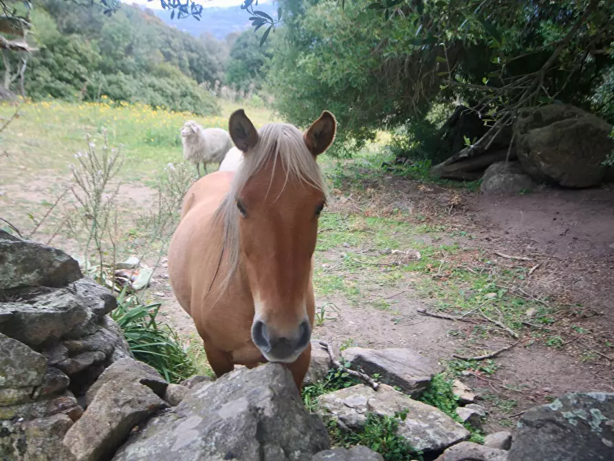 Immagine 1 di Rustico / casale in vendita  in strada statale a Sant'antonio Di Gallura