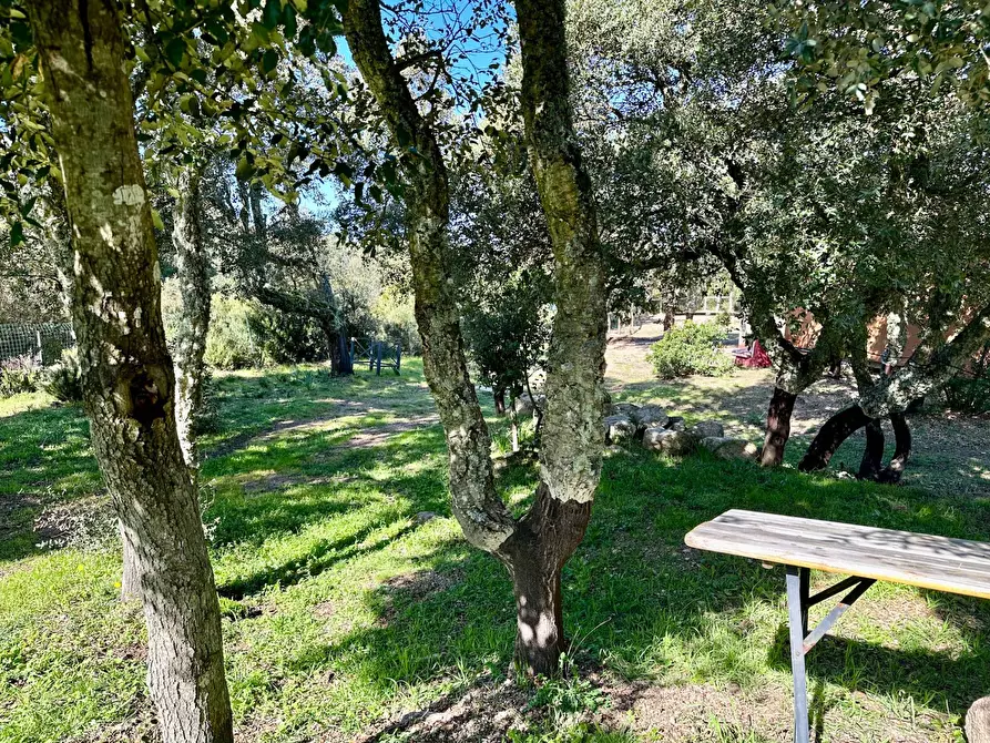 Immagine 17 di Bar / Ristorante in vendita  in ss 127 a Calangianus