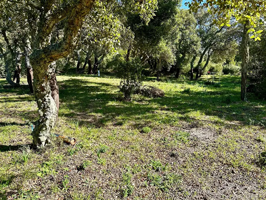 Immagine 18 di Bar / Ristorante in vendita  in ss 127 a Calangianus