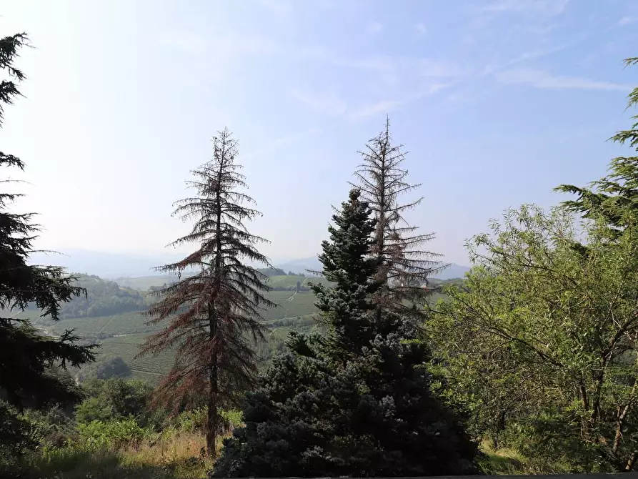 Immagine 6 di Terreno agricolo in vendita  in Via San Rocco a Montabone