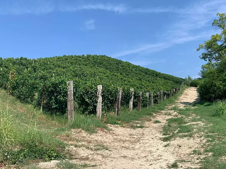Immagine 4 di Terreno agricolo in vendita  in Via San Rocco a Montabone