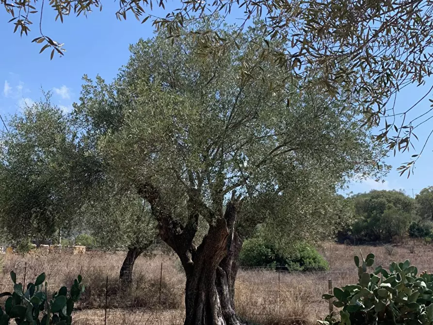 Immagine 22 di Villa in vendita  in San Pantaleo Costa Smeralda a Olbia