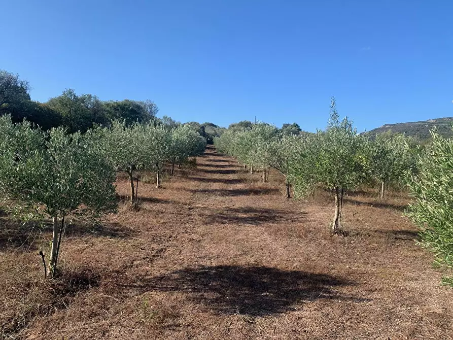 Immagine 30 di Villa in vendita  in San Pantaleo Costa Smeralda a Olbia