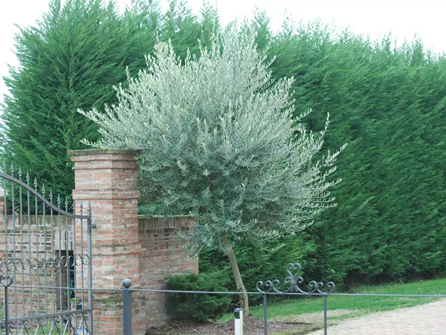 Immagine 22 di Villa in vendita  a Borgo Virgilio