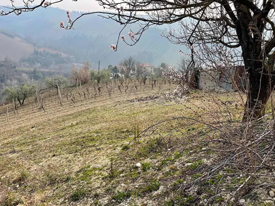 Immagine 2 di Terreno agricolo in vendita  in Strada Provinciale 32 a Ripatransone