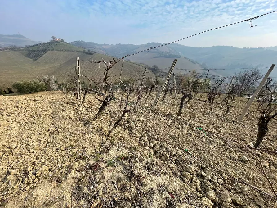 Immagine 3 di Terreno agricolo in vendita  in Strada Provinciale 32 a Ripatransone
