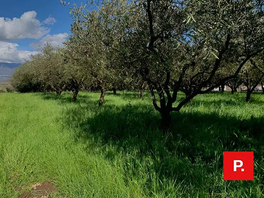 Immagine 2 di Terreno agricolo in vendita  in VIA CACCIAPUGLI a Alvignano