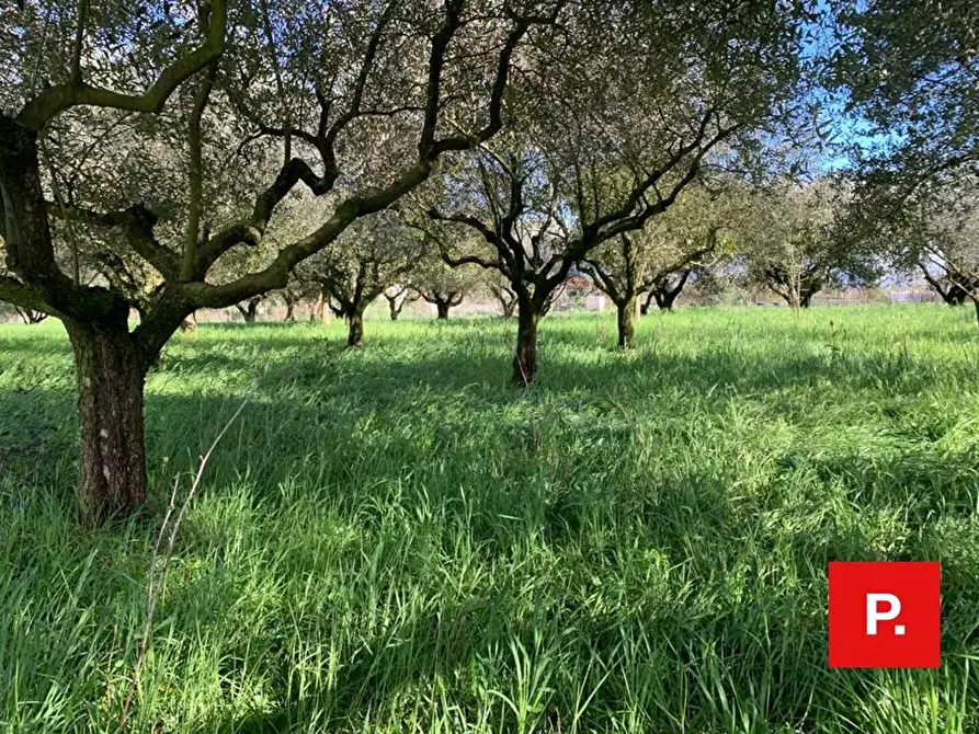 Immagine 4 di Terreno agricolo in vendita  in VIA CACCIAPUGLI a Alvignano