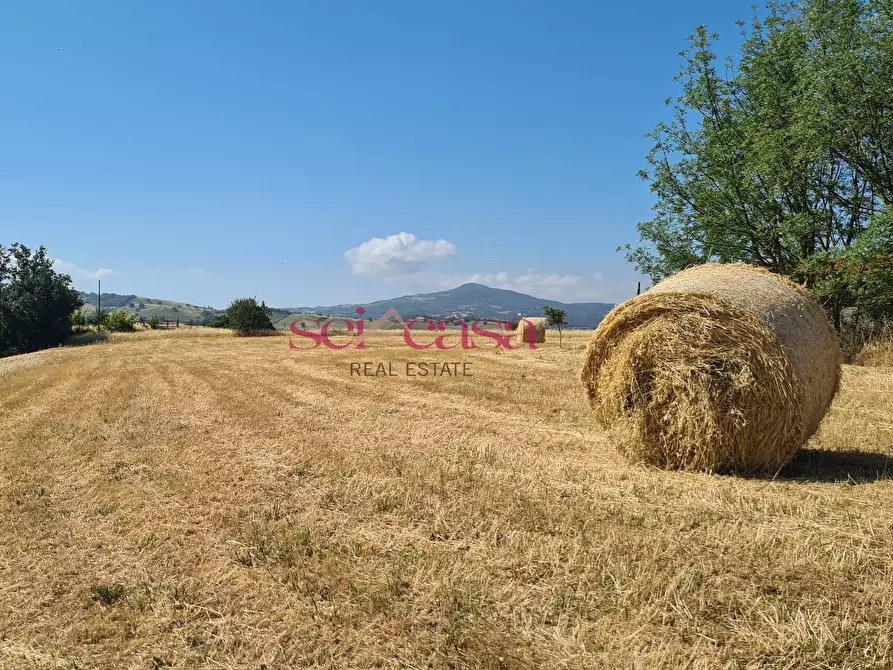 Immagine 6 di Rustico / casale in vendita  a Campagnatico
